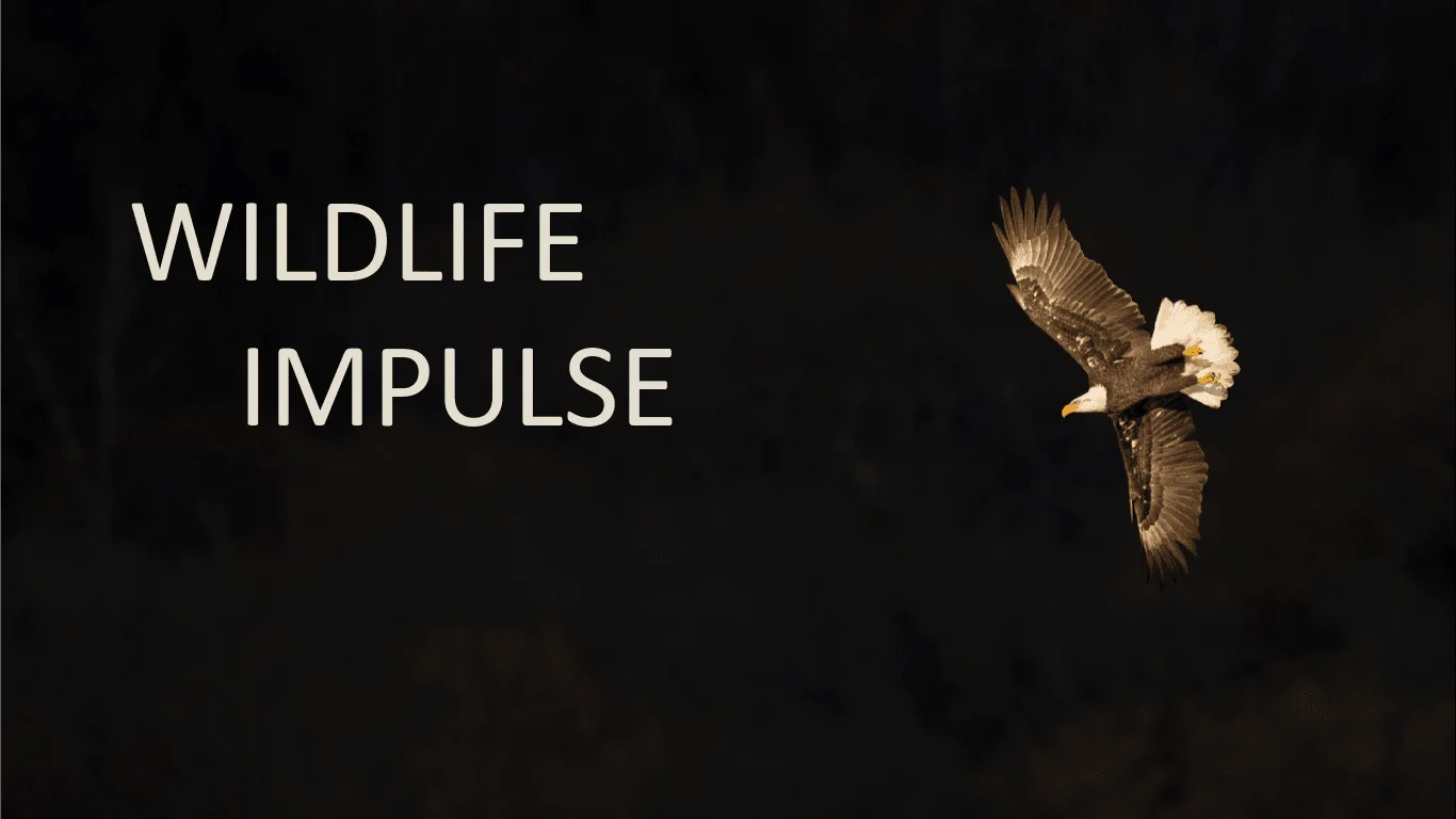 wildLifeImpluse